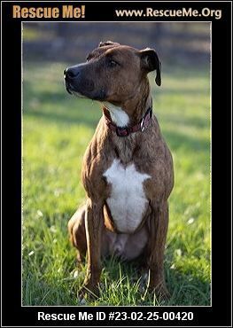 Diesel, an adoptable Plott Hound in Benton, PA, 17814 | Photo Image 1