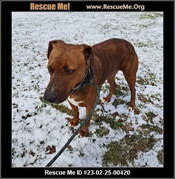 Diesel, an adoptable Plott Hound in Benton, PA, 17814 | Photo Image 2