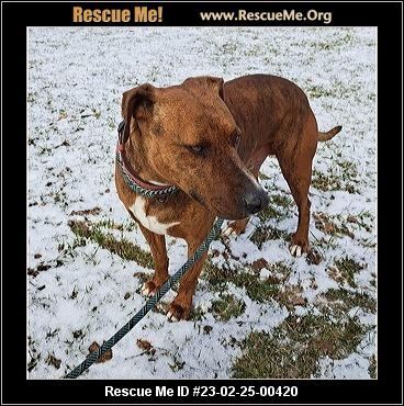 Diesel, an adoptable Plott Hound in Benton, PA, 17814 | Photo Image 3