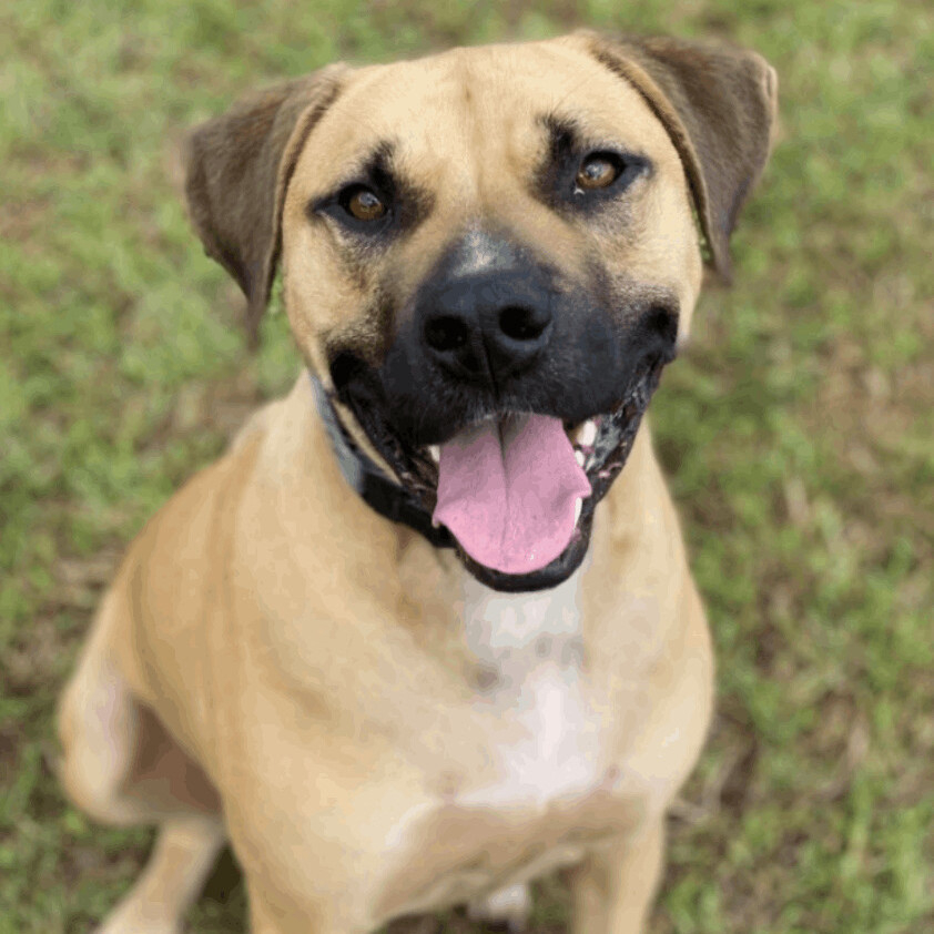 Dog for adoption - Rocky , a Black Mouth Cur & Mastiff Mix in