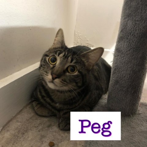 Peg, an adoptable Domestic Short Hair in Jefferson City, MO, 65102 | Photo Image 2
