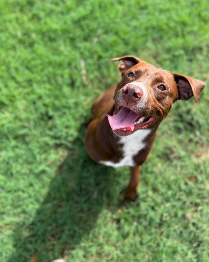 irish setter lab mix