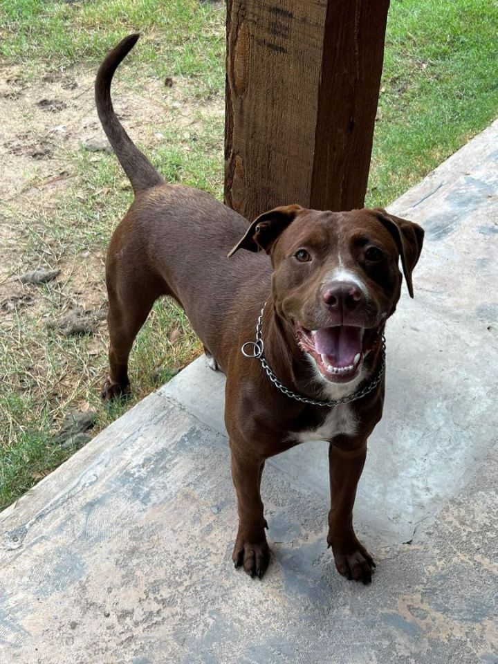 Dog for - Jackson, an Irish Setter & Labrador Retriever Mix in Houston, TX Petfinder