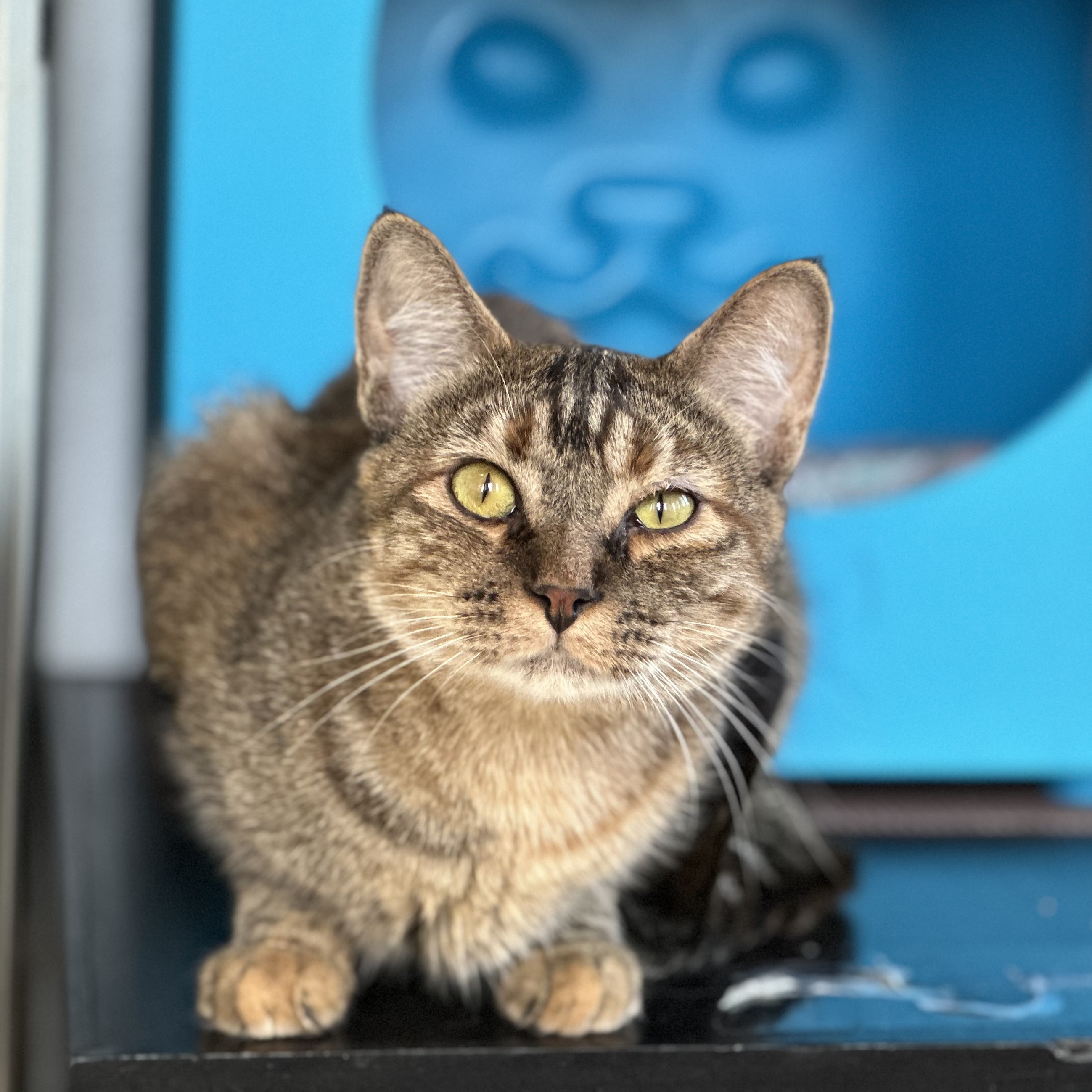 Hot Dish, an adoptable Domestic Short Hair in Santa Fe, NM, 87501 | Photo Image 1