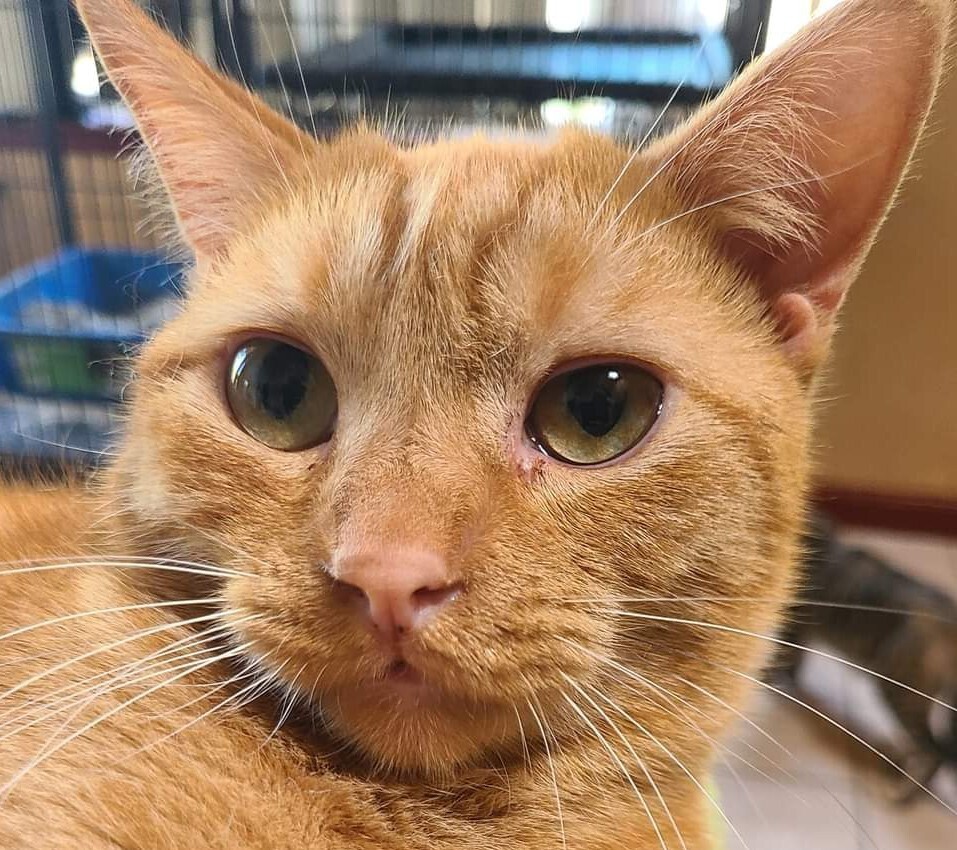 Van, an adoptable Domestic Short Hair in Salinas, CA, 93905 | Photo Image 1