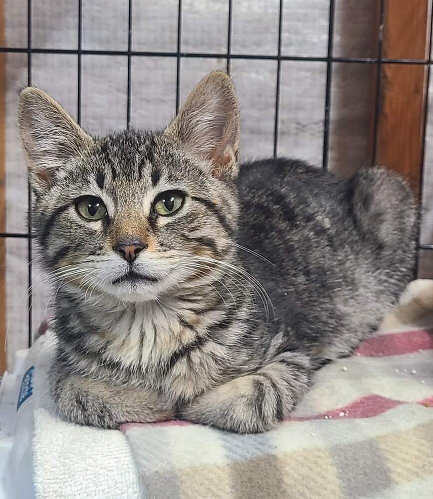 Mattie, an adoptable Domestic Short Hair in Salinas, CA, 93905 | Photo Image 3