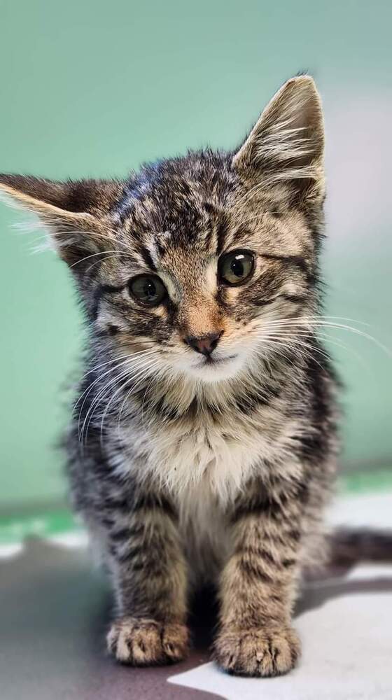 Mattie, an adoptable Domestic Short Hair in Salinas, CA, 93905 | Photo Image 4