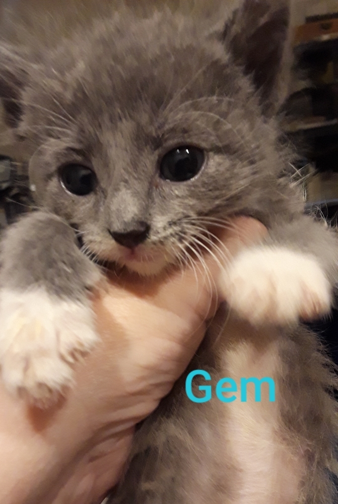 Gems, an adoptable Domestic Short Hair in Salinas, CA, 93905 | Photo Image 3