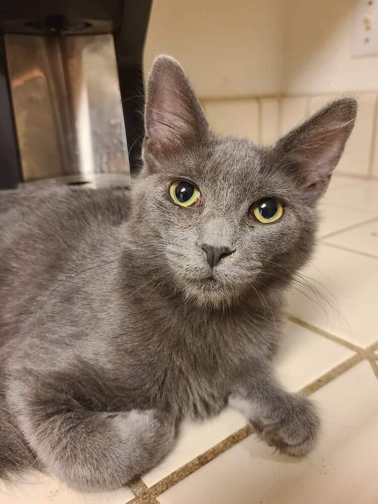 Reggie, an adoptable Domestic Short Hair in Salinas, CA, 93905 | Photo Image 5