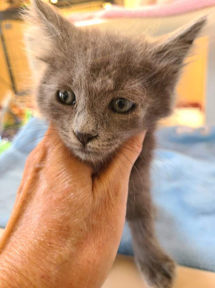 Reggie, an adoptable Domestic Short Hair in Salinas, CA, 93905 | Photo Image 6