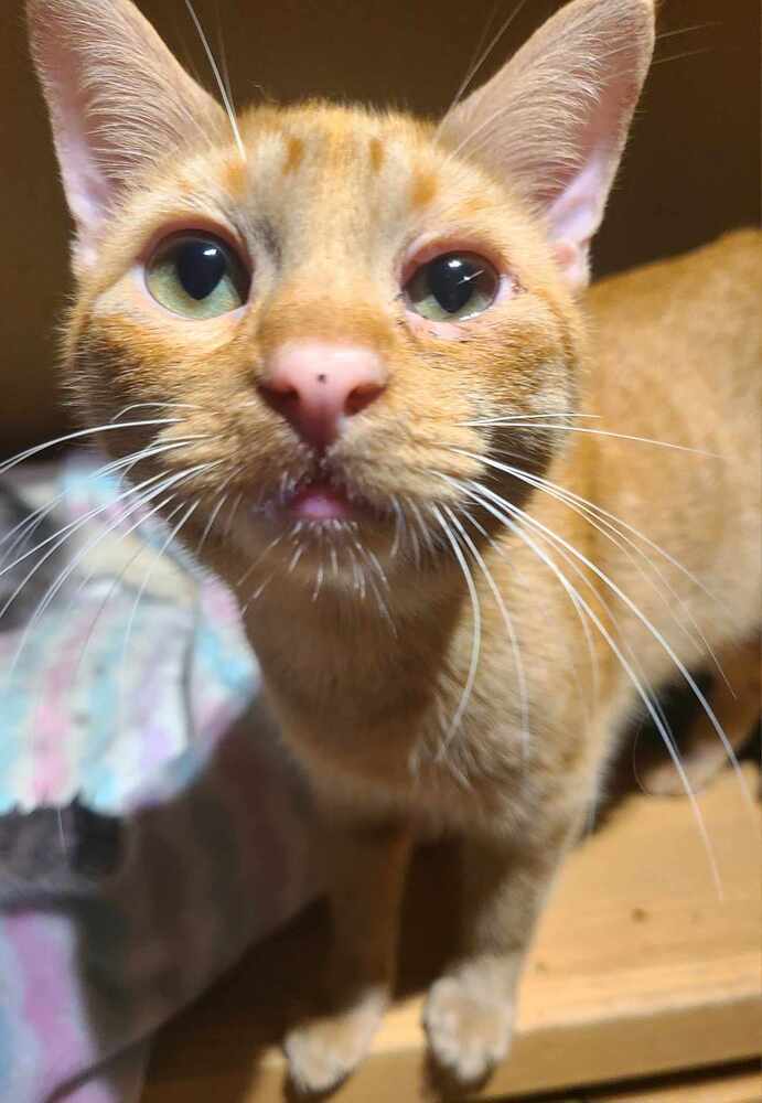 Von, an adoptable Domestic Short Hair in Salinas, CA, 93905 | Photo Image 1