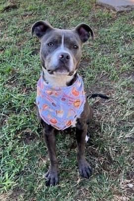 Mercedes, an adoptable American Staffordshire Terrier, Pit Bull Terrier in Kuna, ID, 83634 | Photo Image 1