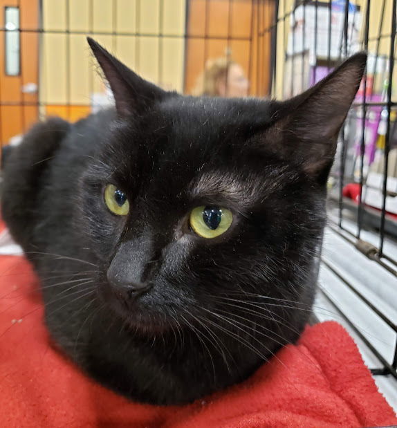 Addie, an adoptable Domestic Short Hair in Plano, TX, 75026 | Photo Image 1