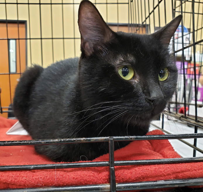 Addie, an adoptable Domestic Short Hair in Plano, TX, 75026 | Photo Image 2