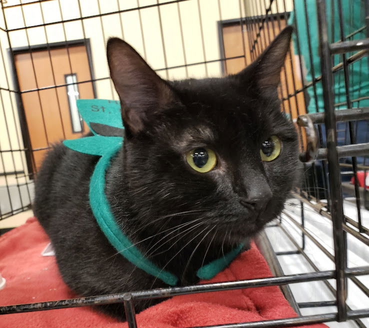 Addie, an adoptable Domestic Short Hair in Plano, TX, 75026 | Photo Image 3