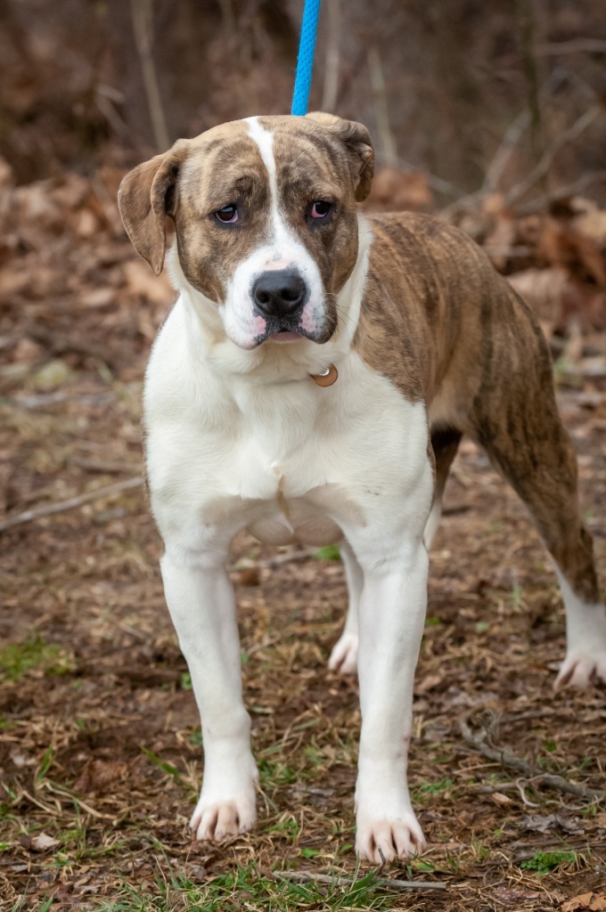 Bugs, an adoptable Pit Bull Terrier in Johnson City, TN, 37604 | Photo Image 3