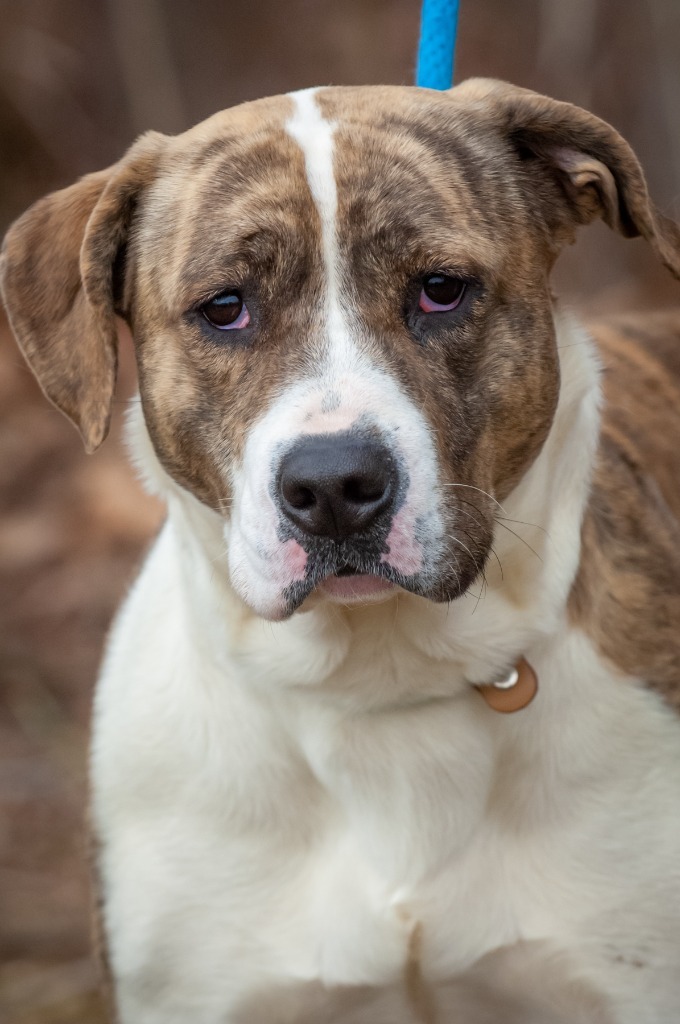 Bugs, an adoptable Pit Bull Terrier in Johnson City, TN, 37604 | Photo Image 3