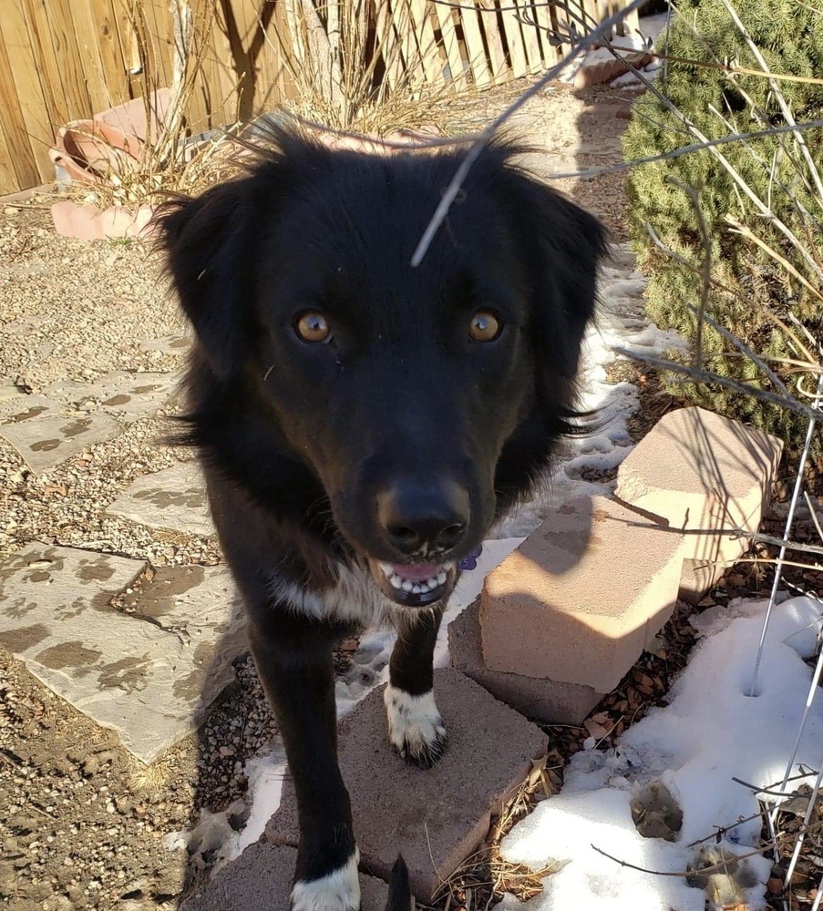Dog for adoption - Julius, a Border Collie Mix Littleton, CO | Petfinder