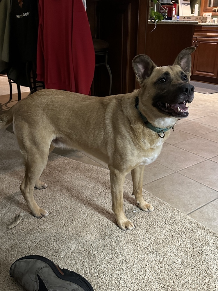 Jet, an adoptable German Shepherd Dog, Black Mouth Cur in Suamico, WI, 54173 | Photo Image 1