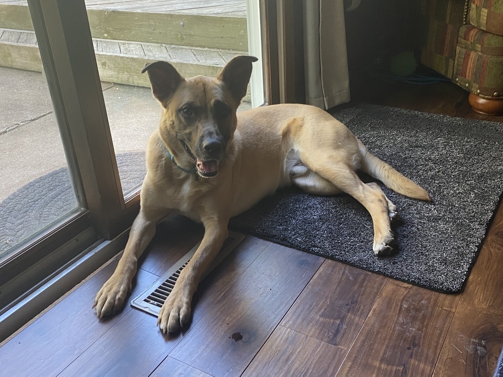 Jet, an adoptable German Shepherd Dog, Black Mouth Cur in Suamico, WI, 54173 | Photo Image 2