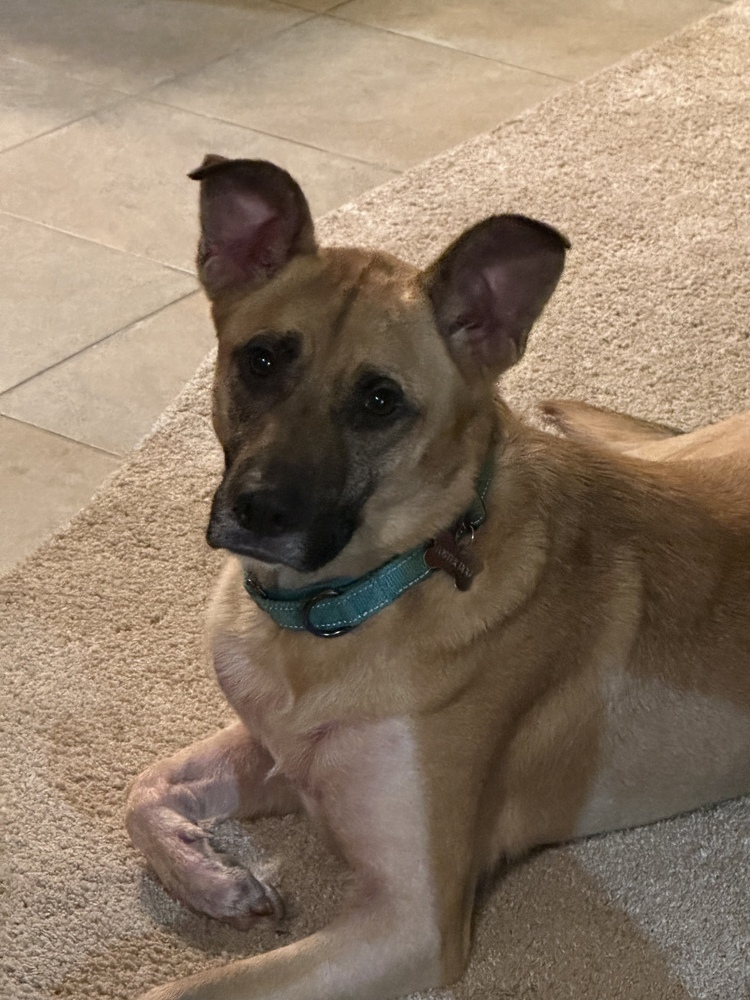 Jet, an adoptable German Shepherd Dog, Black Mouth Cur in Suamico, WI, 54173 | Photo Image 3