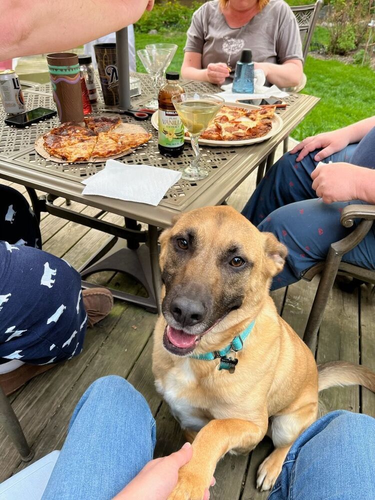 Jet, an adoptable German Shepherd Dog, Black Mouth Cur in Suamico, WI, 54173 | Photo Image 4