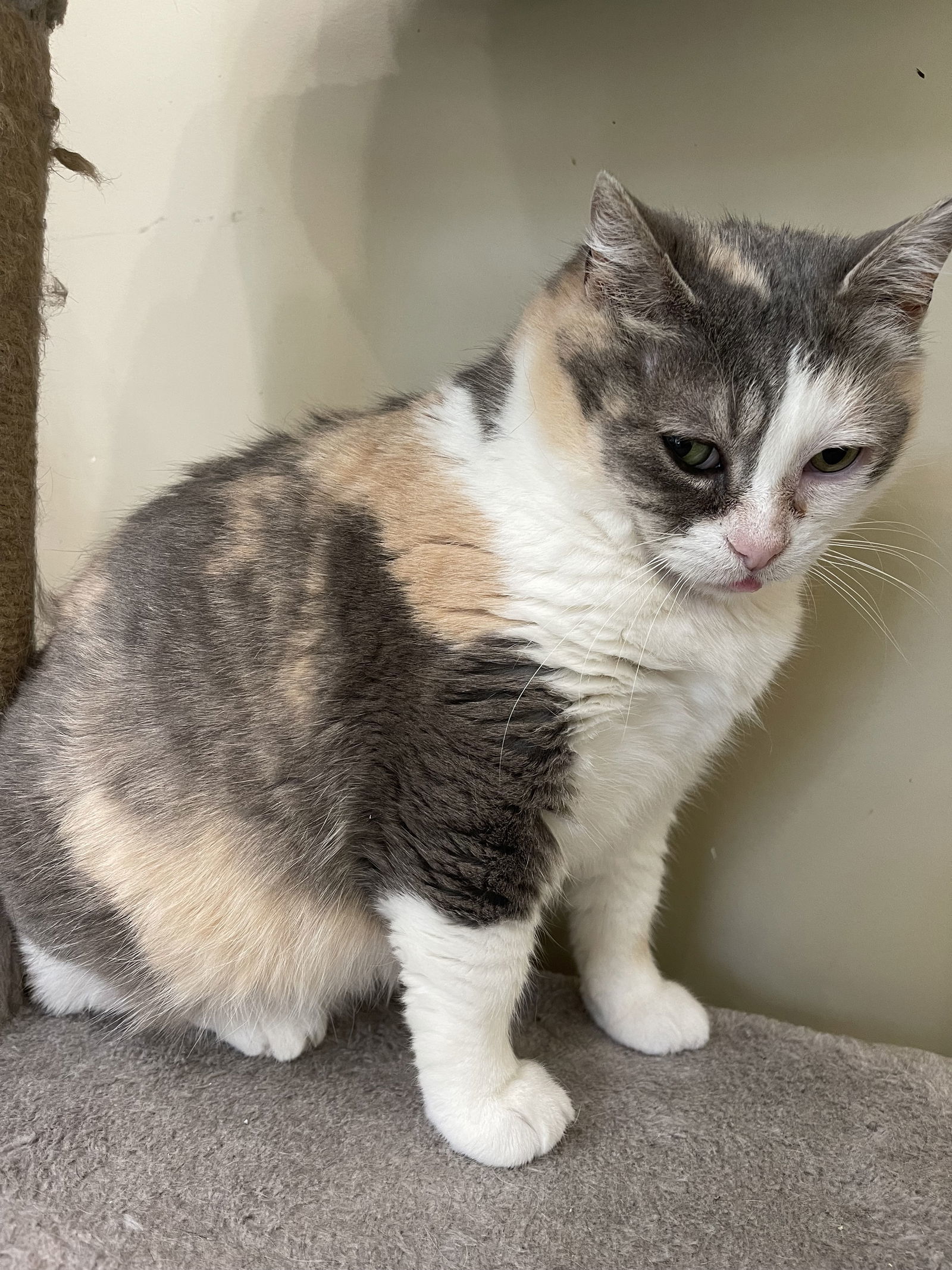 Tessie - Sponsored by Alexandra Tesluk-Gibson, an adoptable Domestic Short Hair, Calico in Markham, ON, L3R 9A8 | Photo Image 1