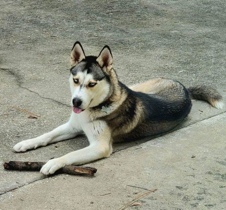 are huskies long or short haired