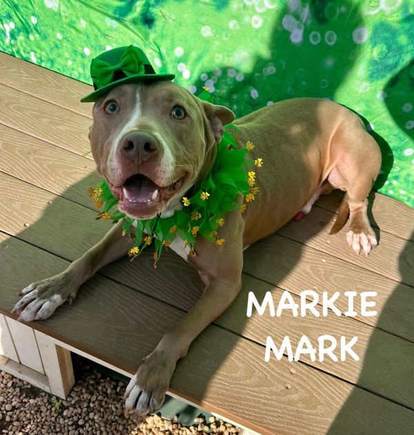 Dog for adoption - Markie Marc, an American Staffordshire Terrier Mix ...