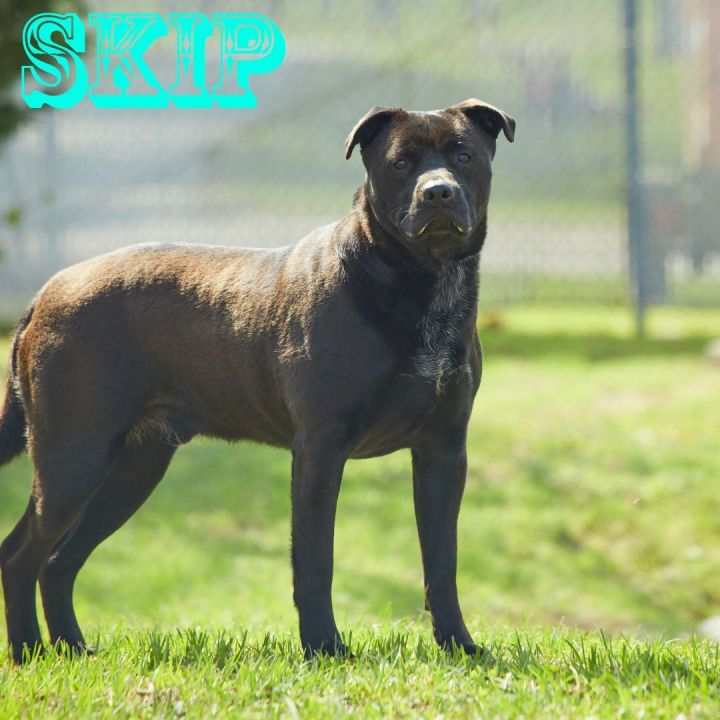 Skip, an adopted Labrador Retriever Mix in Savannah, GA_image-2
