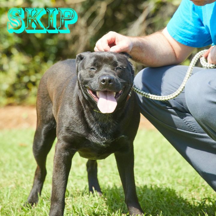 Skip, an adopted Labrador Retriever Mix in Savannah, GA_image-1