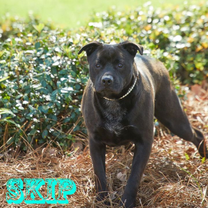 Skip, an adopted Labrador Retriever Mix in Savannah, GA_image-4