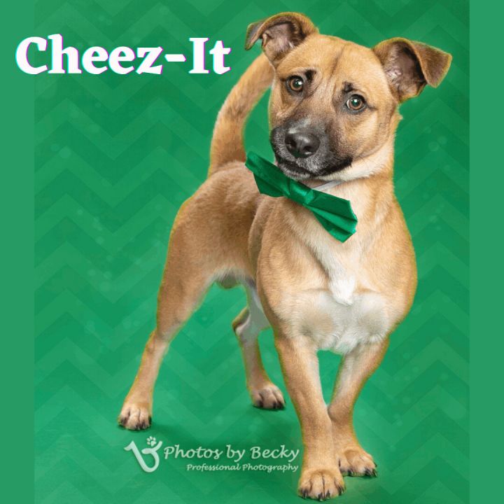 Cheez-It, an adopted Mixed Breed in Savannah, GA_image-2