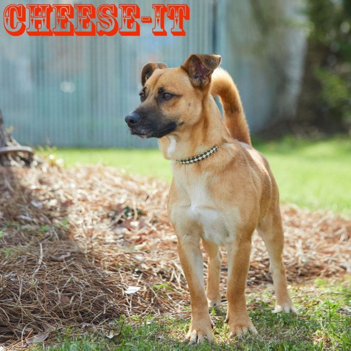 Cheez-It 3