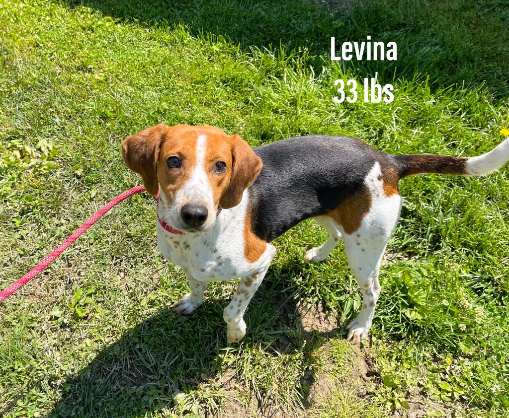 Levina
