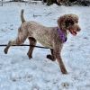 Harlow