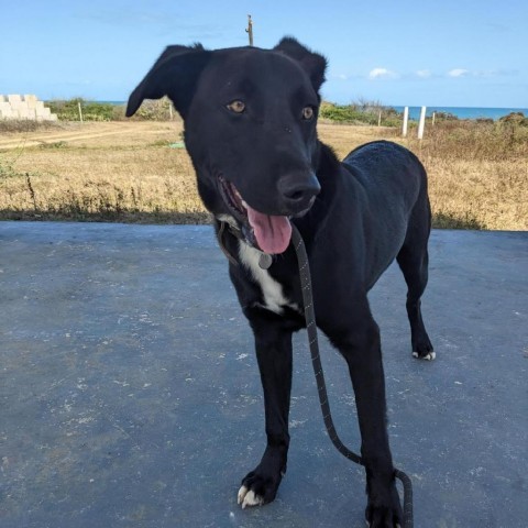 Taylor, an adoptable Mixed Breed in Vieques, PR, 00765 | Photo Image 1