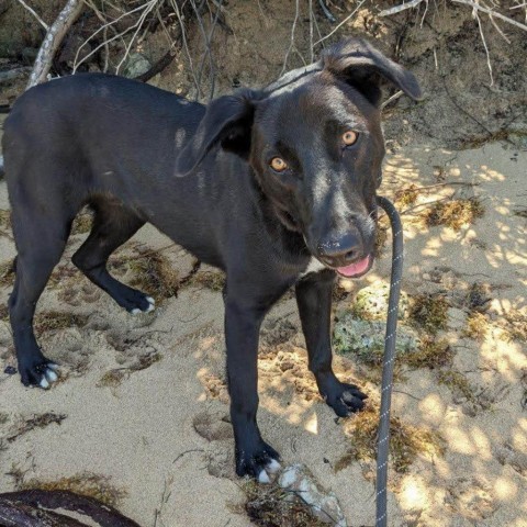 Taylor, an adoptable Mixed Breed in Vieques, PR, 00765 | Photo Image 2