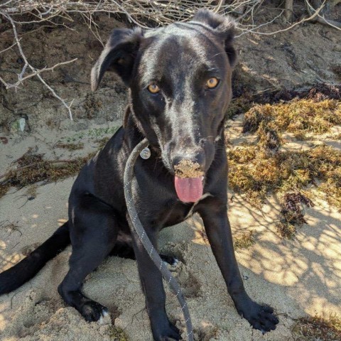 Taylor, an adoptable Mixed Breed in Vieques, PR, 00765 | Photo Image 4