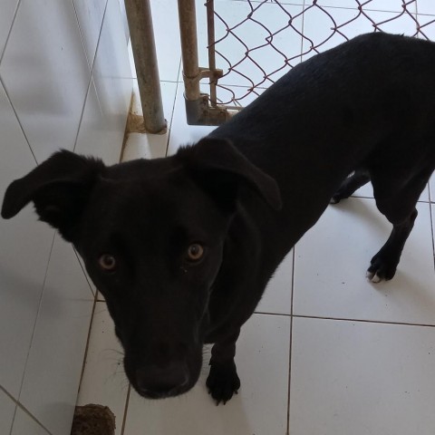 Taylor, an adoptable Mixed Breed in Vieques, PR, 00765 | Photo Image 6