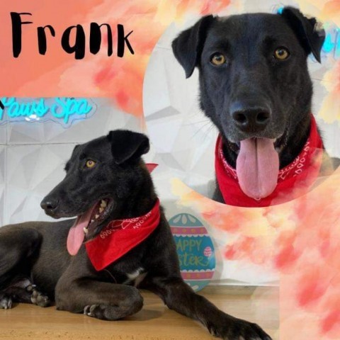 Frank, an adoptable Mixed Breed in Vieques, PR, 00765 | Photo Image 1