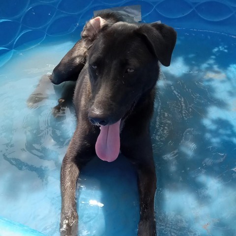 Frank, an adoptable Mixed Breed in Vieques, PR, 00765 | Photo Image 3