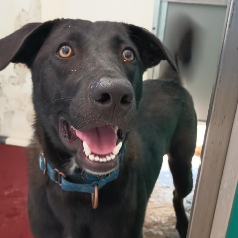 Frank, an adoptable Mixed Breed in Vieques, PR, 00765 | Photo Image 5