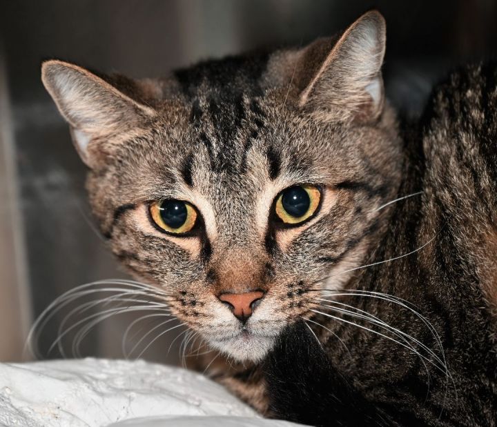 Kerry, an adoptable Tabby Mix in Venice, FL_image-1