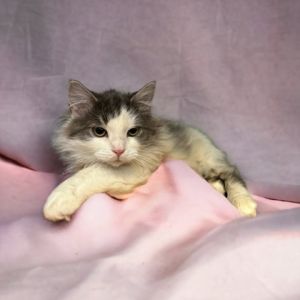 Kit