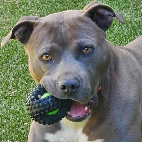 Kenny, an adoptable Pit Bull Terrier in Greensboro, NC_image-4