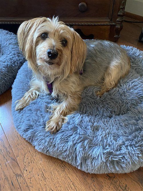 Bentley, an adoptable Silky Terrier Mix in Conroe, TX_image-1