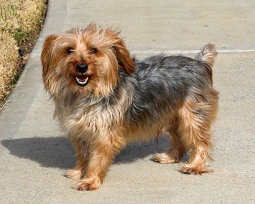Bentley, an adoptable Silky Terrier Mix in Conroe, TX_image-2