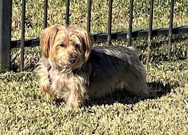 Bentley, an adoptable Silky Terrier Mix in Conroe, TX_image-4