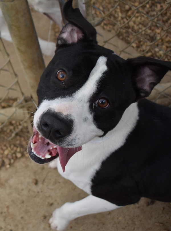 Gunther, an adoptable Pit Bull Terrier Mix in Birmingham, AL_image-5